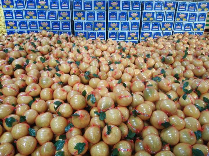 Chinese Exporting Standard Fresh Honey Pomelo