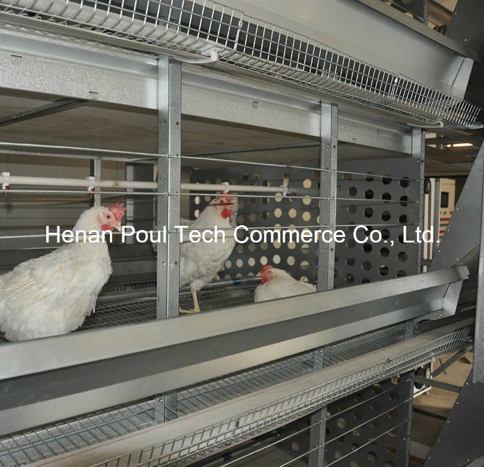 Breeder Chicken Cage Hen and Male Chicken (H frame)