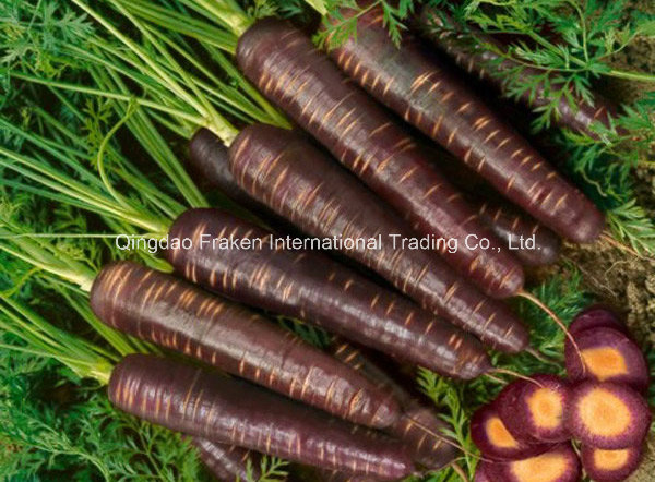 Purple Sweet Potato Juice Concentrate & Black Carrot Juice Concentrate