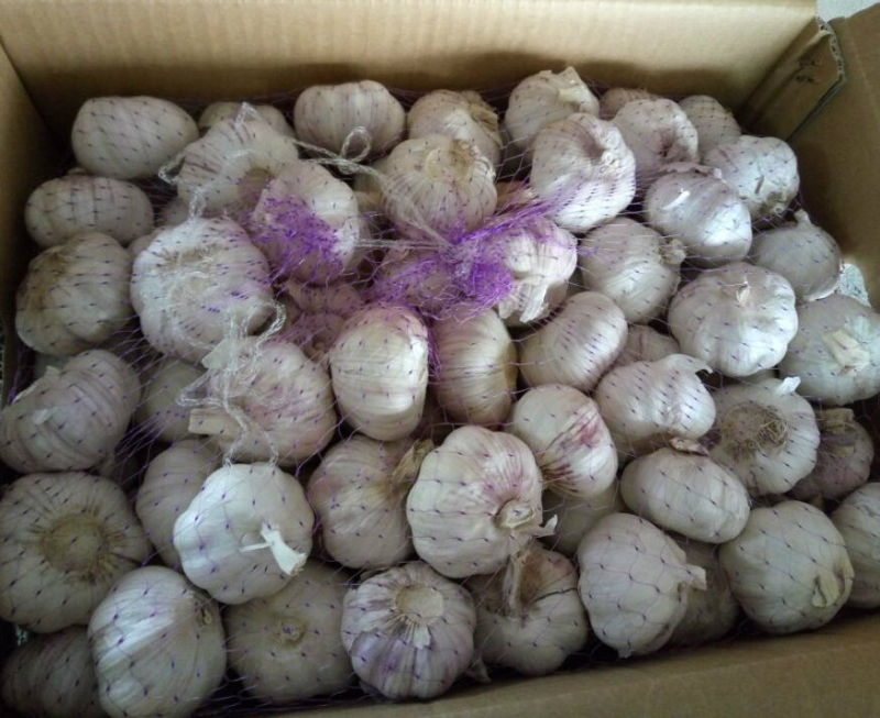 Carton Packing Normal White Garlic (4.5cm and up)