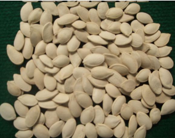 New Crop Snow White Pumpkin Seeds