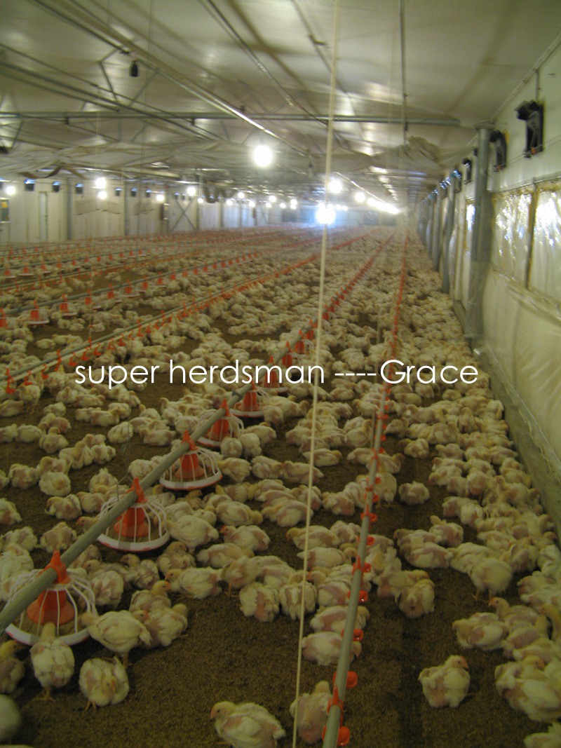 Automaitc Poultry Breeding Equipment for Broiler Production