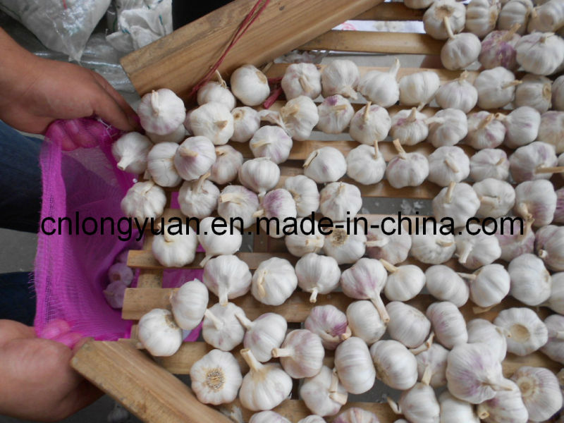 2016 New Crop Fresh Garlic