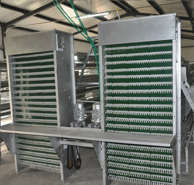 A Frame Battery Cage for Layer Farm