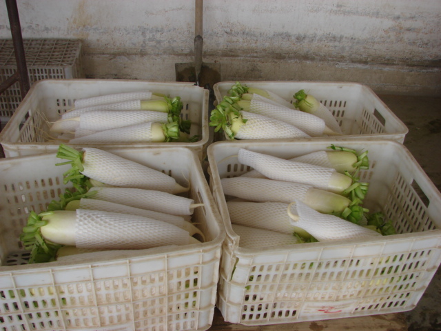 White Radish 2015