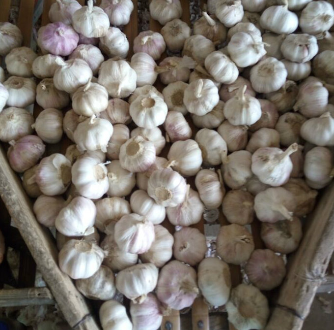 Carton Packing Normal White Garlic (4.5cm and up)