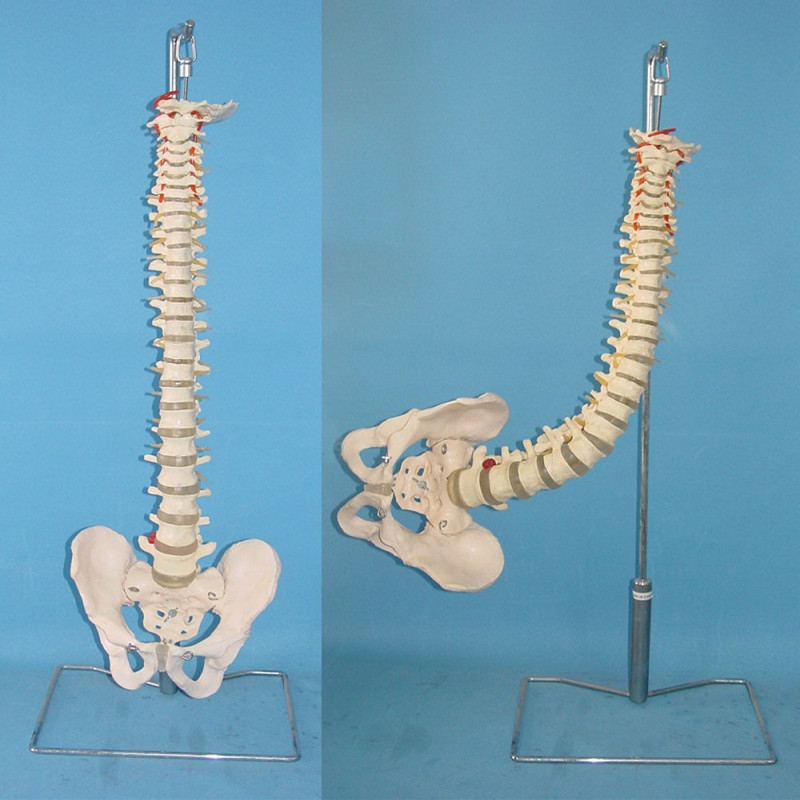 Human Flexible Vertebra with Pelvis Skeleton Medical Model (R020717)