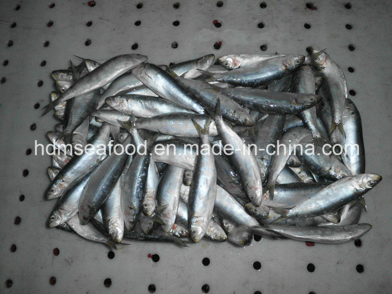 Sardine Fish for Canned