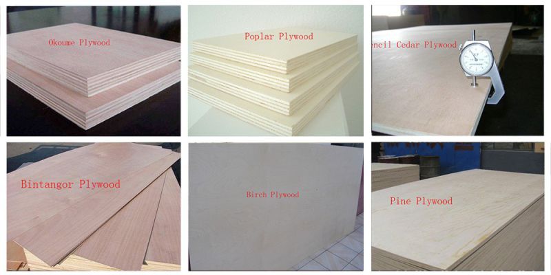 Bintangor/Pine/Poplar/Birch/Okoume/Pencil Cedar Veneer Plywood for Furniture