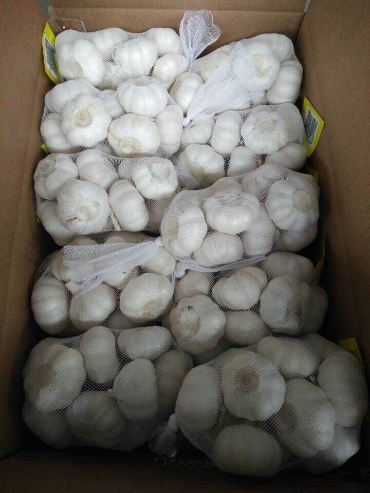 Golden Supplier of Fresh White Garlic (5cm in 500g bag)