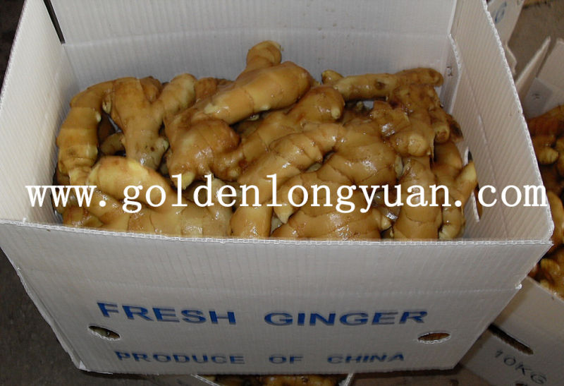 Shandong Fresh Ginger New Crop