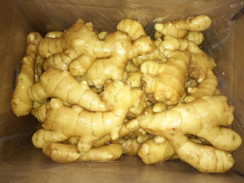 200 Gram and up Chinese Fresh Ginger