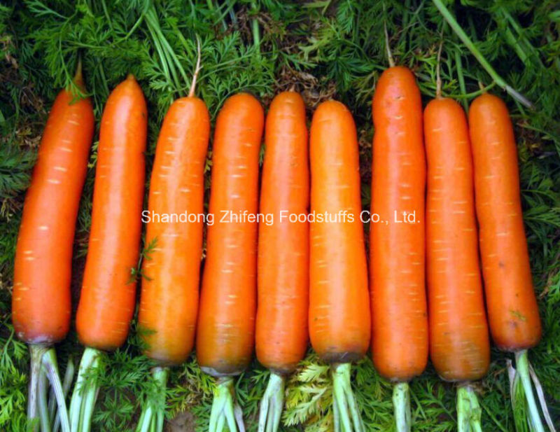 Chinese New Crop Red Fresh Carrot