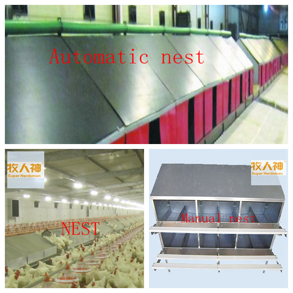 Customized Poultry Farming Machinery with Steel Shed Construction in Good Price