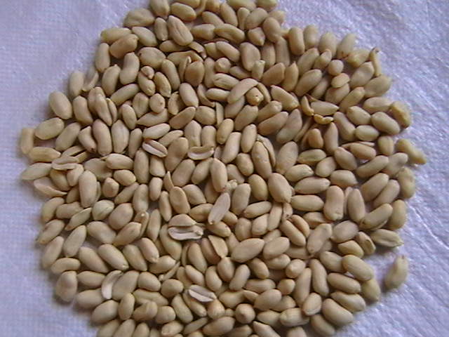 New Crop Chinese Blanched Peanut Kernels