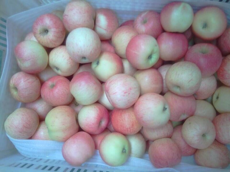 New Crop China Fresh Sweet Gala Apple