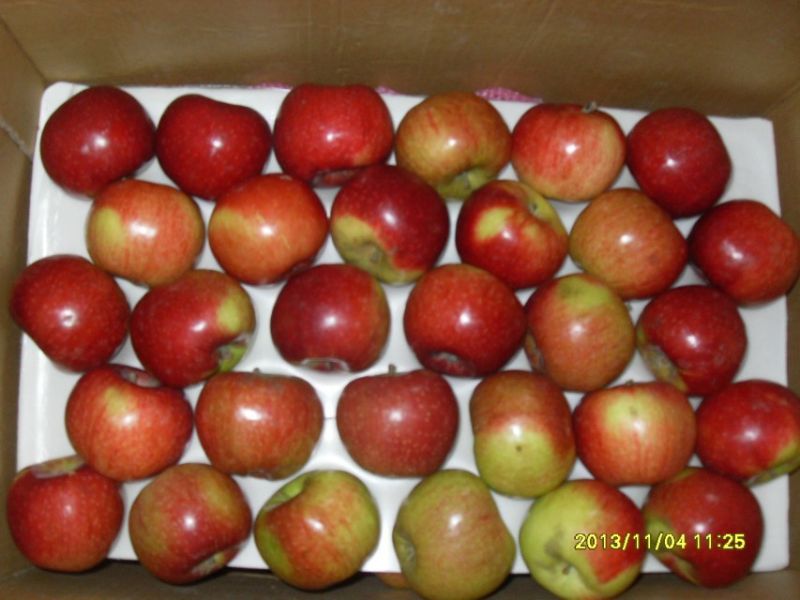 New Crop Red Jiguan Apple with Carton Packing