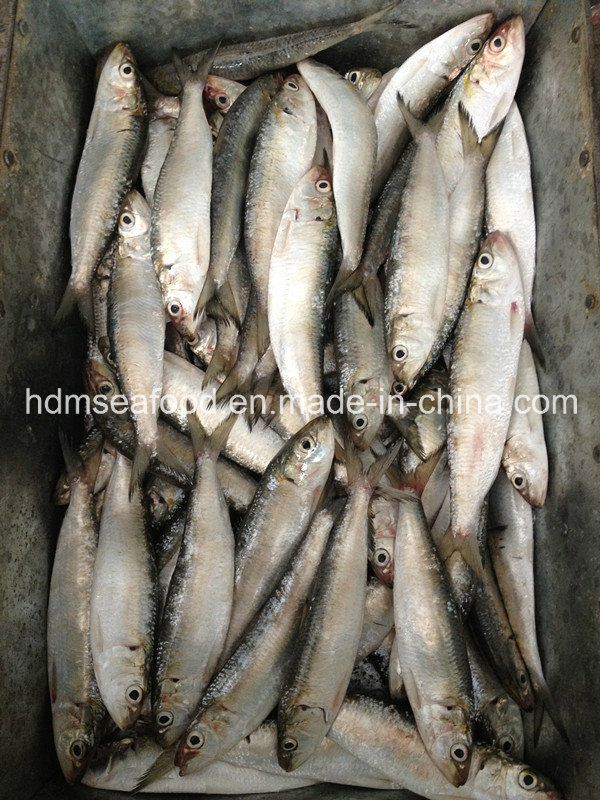 Fresh Frozen Sardine Canned for Raw Material