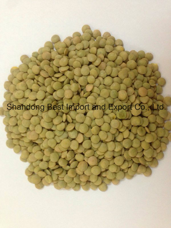 2016 Green Lentil for Export