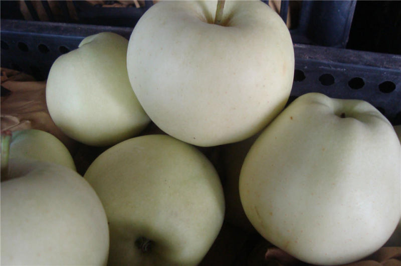 Fresh Jinshuai Apple/Chinese Fruits of High Quality