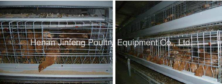 a Type Automatic/Semi-Automatic Poultry Equipment for Pullet Chicken Use