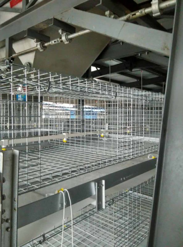 Full Automatic Broiler Cage System with ISO9001