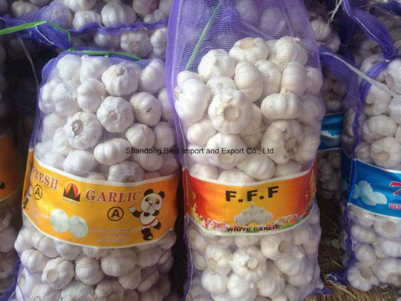 Jinxiang 2016 Pure White Garlic 4.5-6.5cm