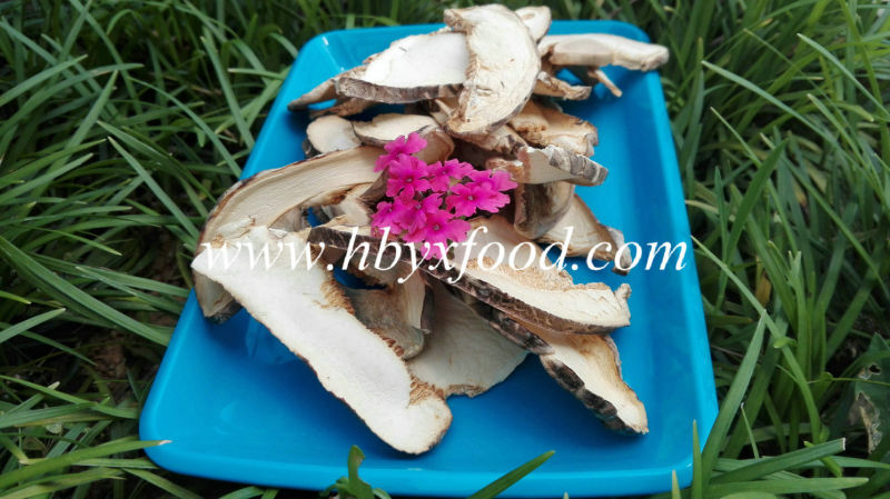 Dried Dehydrated Champignon Mushrooms in Slices