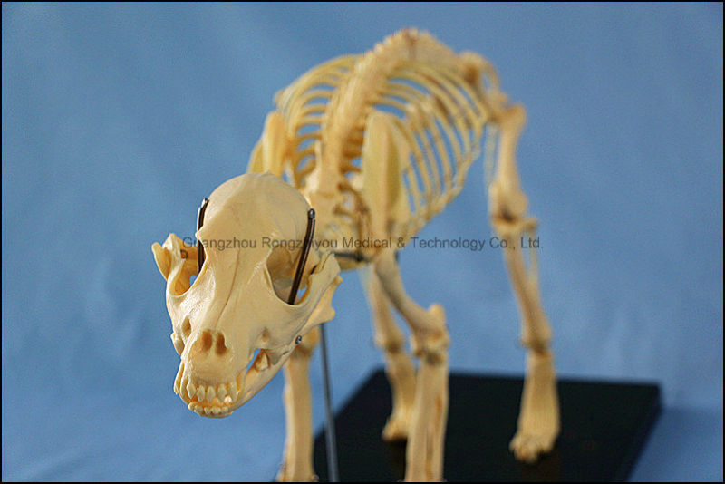 Animal Product Dog Skeleton Model for Sale