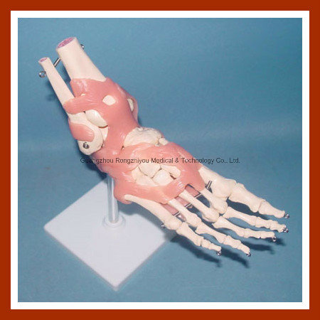 Desk Type Model Life-Size Human Foot Joint Skeleton Model with Ligaments