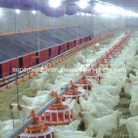 High Quality Poultry Equipment for Layer Chicken