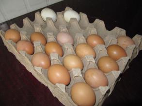 Small Output Egg Carton Machine