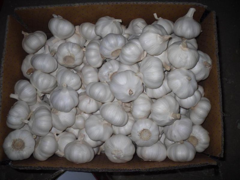 Fresh White Garlic From Origin to Your Warehouse