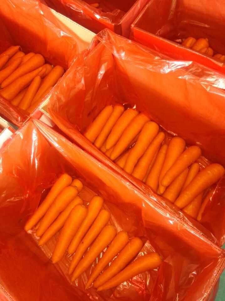 New Harvest of Good Quality Fresh Carrot