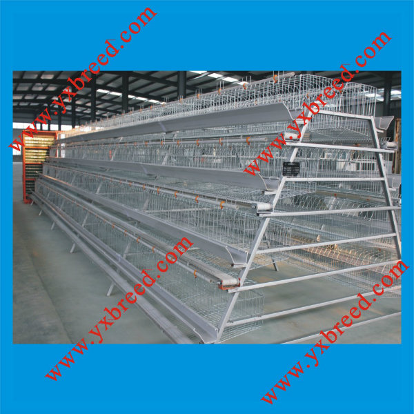 Chicken Use and Layer Cage Type Poultry Cage Price