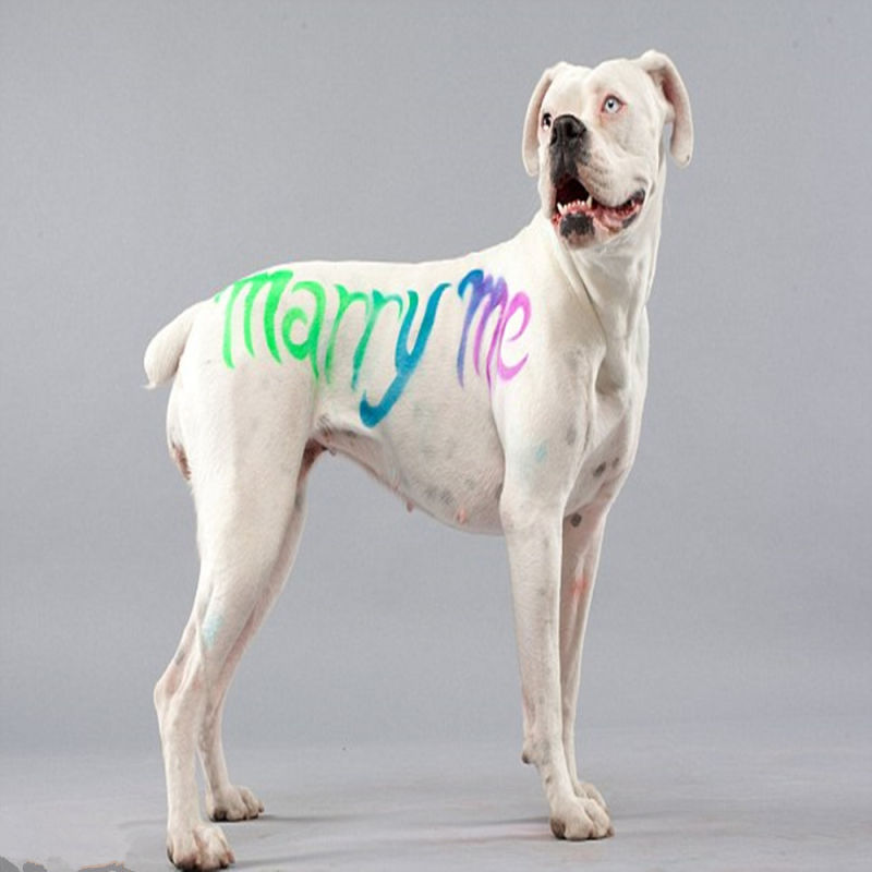 Animal Marking Spray Paint Marker Paint Animal Tail Marking Paint