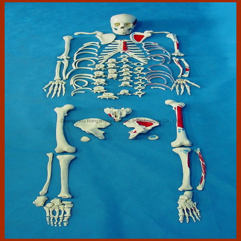 Disarticulated Full Human Skeleton, 170cm Tall Adult Skeleton with Skull