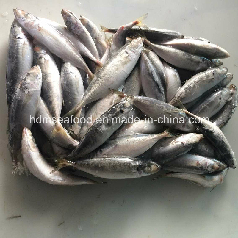 Fresh Frozen Horse Mackerel Fish