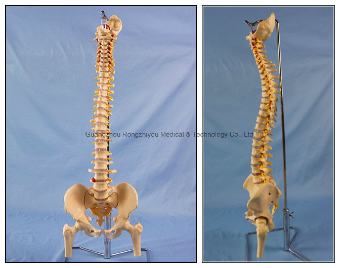 Classic Flexible Spine Skeleton Model with Femur Heads