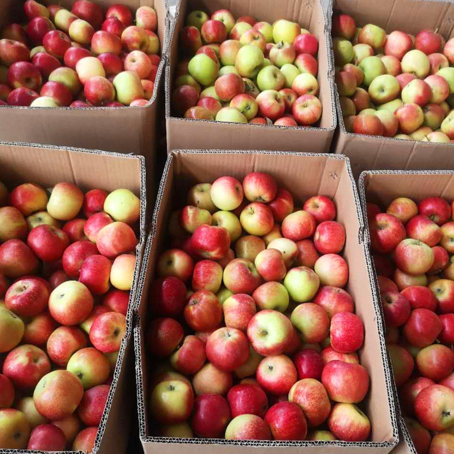 Fresh Red Gala Apple