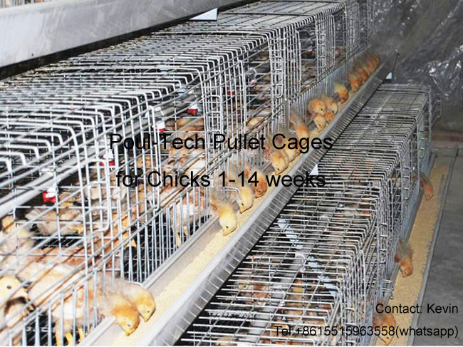 Automatic Poultry Farm  Pullet Cages Equipment
