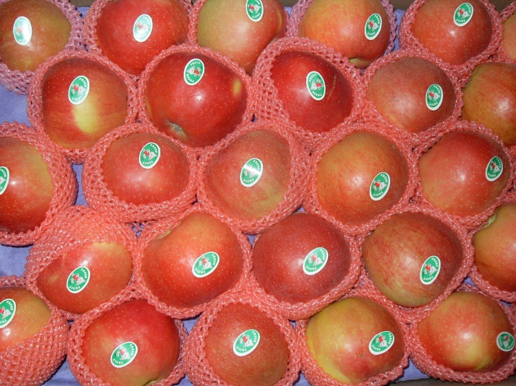 Fresh Gala Apple Export to Bangladesh in 20kg Carton (150-216#)