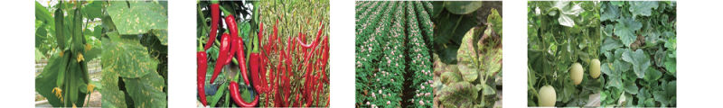 Soybean Broad-Spectrum Fungicide Formulation Dimethomorph& Pyraclostrobin Wdg