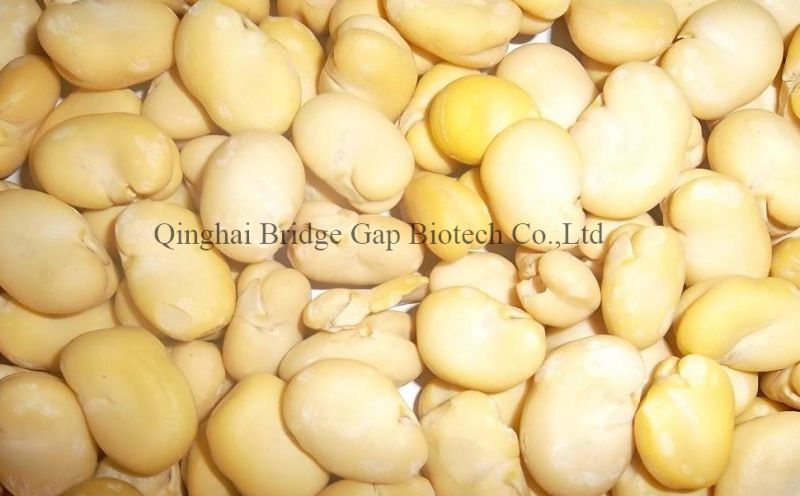 Peeled Fava Beans 2017 Crop Qinghai Origin