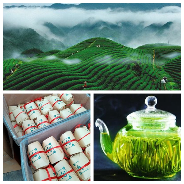 Organic Tea in Spring