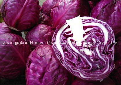 Purple Cabbage