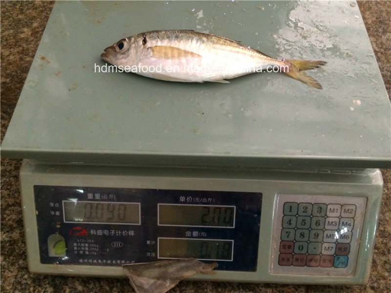 Frozen Big Eye Scard Fish (Japanese jack mackerel)