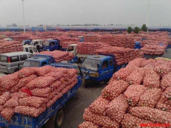 Fresh Red / Normal White Garlic high quality