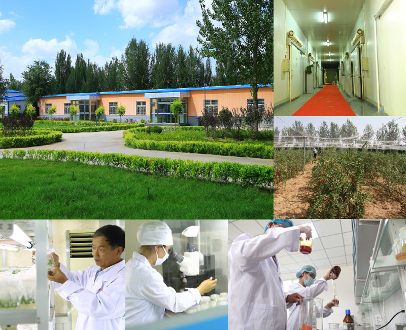 Native Ningxia Organic Goji Berry Supplier-2016 New Corp