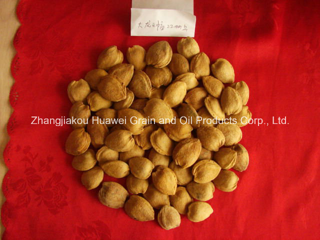 Sweet Almond in Shell (longwangmao 22mm UP)